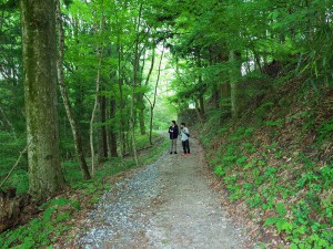 ２日目は新緑の阿智村を散策しながら、さっそく自主研修（植生調査）を開始。
