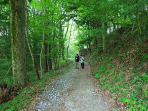 2日目は新緑の阿智村を散策しながら、さっそく自主研修(植生調査)を開始。