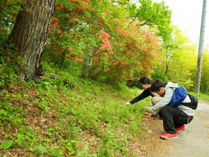 ヤマツツジが美しい昼神での調査風景。緑が美しく、風も心地よい1日でした。